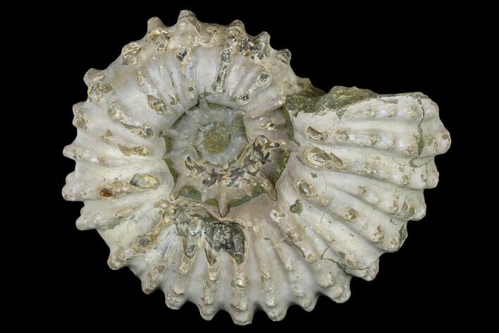 Bumpy Ammonite (Douvilleiceras) Fossil #115595